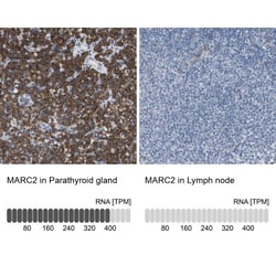 MOSC2 Antibody, Novus Biologicals 0.1mL; Unlabeled:Antibodies, Polyclonal